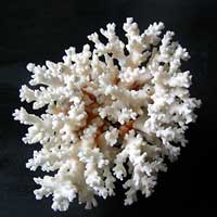 coral gemstone benefits - coral jewelry